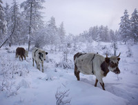 Khám phá ngôi làng quanh năm băng giá