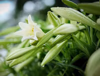 Hoa loa kèn tinh khôi xuống phố Hà Nội