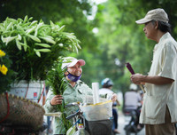Hoa loa kèn tinh khôi xuống phố Hà Nội