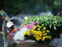 Hoa loa kèn tinh khôi xuống phố Hà Nội