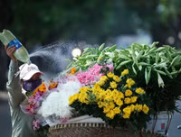 Hoa loa kèn tinh khôi xuống phố Hà Nội