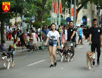 Hà Nội: Báo động tình trạng chó thả rông bất chấp nhiều tai nạn chết người