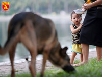 Hà Nội: Báo động tình trạng chó thả rông bất chấp nhiều tai nạn chết người