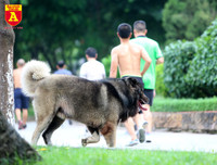 Hà Nội: Báo động tình trạng chó thả rông bất chấp nhiều tai nạn chết người