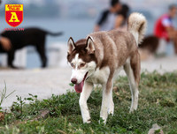 Hà Nội: Báo động tình trạng chó thả rông bất chấp nhiều tai nạn chết người