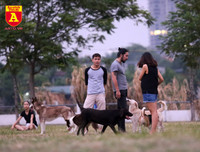 Hà Nội: Báo động tình trạng chó thả rông bất chấp nhiều tai nạn chết người