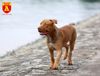 Hà Nội: Báo động tình trạng chó thả rông bất chấp nhiều tai nạn chết người