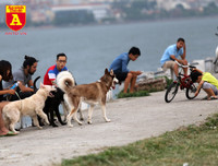 Hà Nội: Báo động tình trạng chó thả rông bất chấp nhiều tai nạn chết người