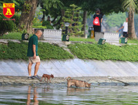 Hà Nội: Báo động tình trạng chó thả rông bất chấp nhiều tai nạn chết người