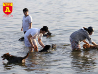 Hà Nội: Báo động tình trạng chó thả rông bất chấp nhiều tai nạn chết người