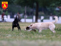 Hà Nội: Báo động tình trạng chó thả rông bất chấp nhiều tai nạn chết người