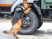 Cảnh khuyển tranh tài tấn công tội phạm, phát hiện thuốc nổ