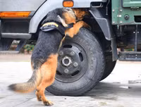 Cảnh khuyển tranh tài tấn công tội phạm, phát hiện thuốc nổ