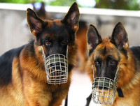 Cảnh khuyển tranh tài tấn công tội phạm, phát hiện thuốc nổ