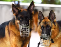 Cảnh khuyển tranh tài tấn công tội phạm, phát hiện thuốc nổ