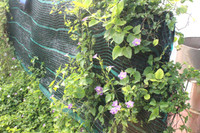 Những người thầy thuốc đặc biệt ở Trường Sa