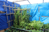 Những người thầy thuốc đặc biệt ở Trường Sa