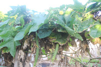 Những người thầy thuốc đặc biệt ở Trường Sa