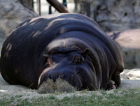 [ẢNH] Nắng nóng khủng khiếp 