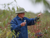 Nông dân ở Nhật Tân tất bật chăm đào tuốt lá