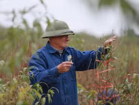 Nông dân ở Nhật Tân tất bật chăm đào tuốt lá