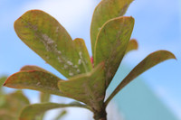 Mãnh liệt, kiêu hùng sức sống Trường Sa