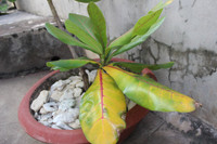 Mãnh liệt, kiêu hùng sức sống Trường Sa