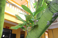 Mãnh liệt, kiêu hùng sức sống Trường Sa