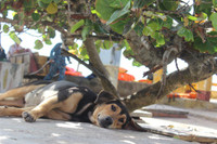 Mãnh liệt, kiêu hùng sức sống Trường Sa