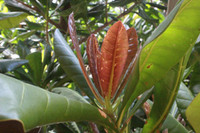 Mãnh liệt, kiêu hùng sức sống Trường Sa