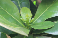 Mãnh liệt, kiêu hùng sức sống Trường Sa