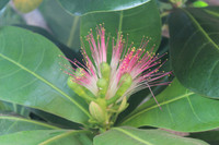 Mãnh liệt, kiêu hùng sức sống Trường Sa