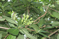 Mãnh liệt, kiêu hùng sức sống Trường Sa