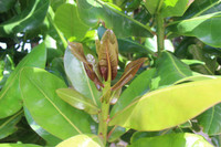 Mãnh liệt, kiêu hùng sức sống Trường Sa