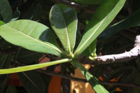 Mãnh liệt, kiêu hùng sức sống Trường Sa