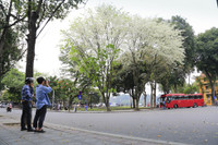 Hà Nội đẹp dịu dàng mùa hoa tháng 3