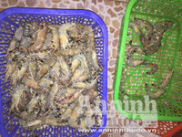 Cận cảnh quá trình bơm tạp chất vào tôm ở Hà Nội