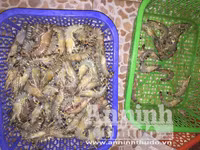 Cận cảnh quá trình bơm tạp chất vào tôm ở Hà Nội