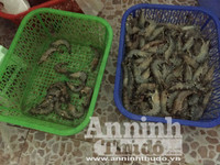 Cận cảnh quá trình bơm tạp chất vào tôm ở Hà Nội