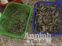 Cận cảnh quá trình bơm tạp chất vào tôm ở Hà Nội