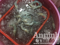 Cận cảnh quá trình bơm tạp chất vào tôm ở Hà Nội