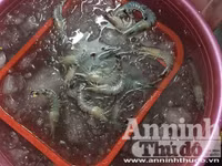 Cận cảnh quá trình bơm tạp chất vào tôm ở Hà Nội