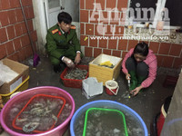 Cận cảnh quá trình bơm tạp chất vào tôm ở Hà Nội