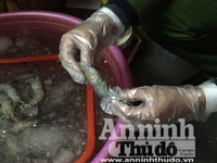 Cận cảnh quá trình bơm tạp chất vào tôm ở Hà Nội