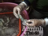 Cận cảnh quá trình bơm tạp chất vào tôm ở Hà Nội