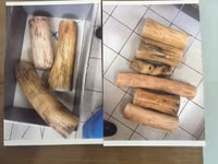 Cận cảnh số lượng lớn ngà voi giả được cán bộ Hải quan đánh tráo