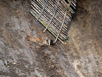 Những khoảnh khắc thảm họa thiên nhiên đáng sợ nhất thế giới năm 2017 (2)