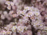 Rực rỡ lễ hội hoa anh đào