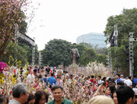 Rực rỡ lễ hội hoa anh đào