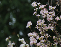 Rực rỡ lễ hội hoa anh đào